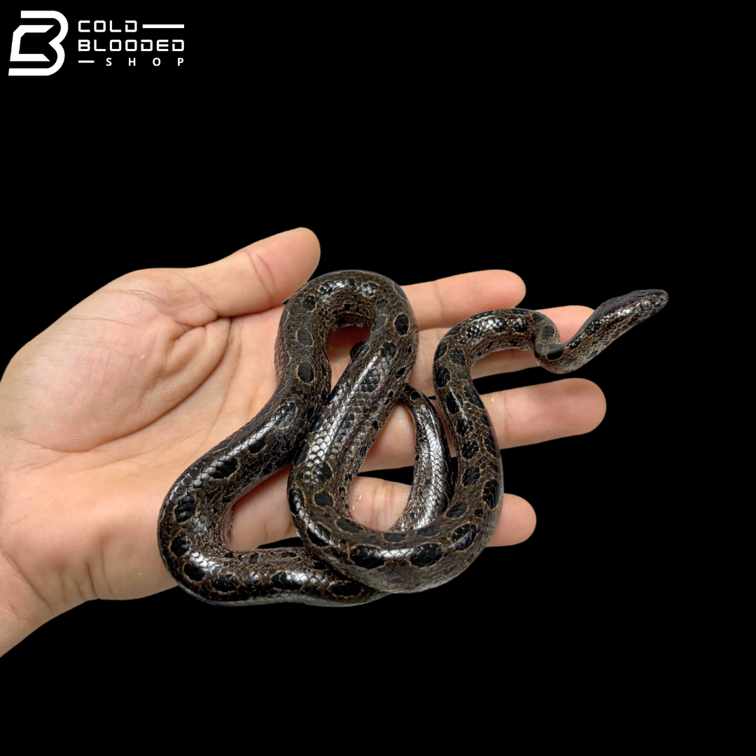 Pair Of Bromeliad Boas - Ungaliophis Continentalis