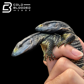 Baby Black Throat Monitors - Varanus albigularis ionidesi