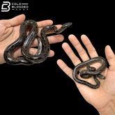 Pair Of Bromeliad Boas - Ungaliophis Continentalis