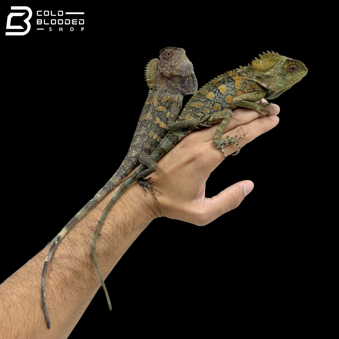 Chameleon anglehead lizards -  Gonocephalus chamaeleontinus