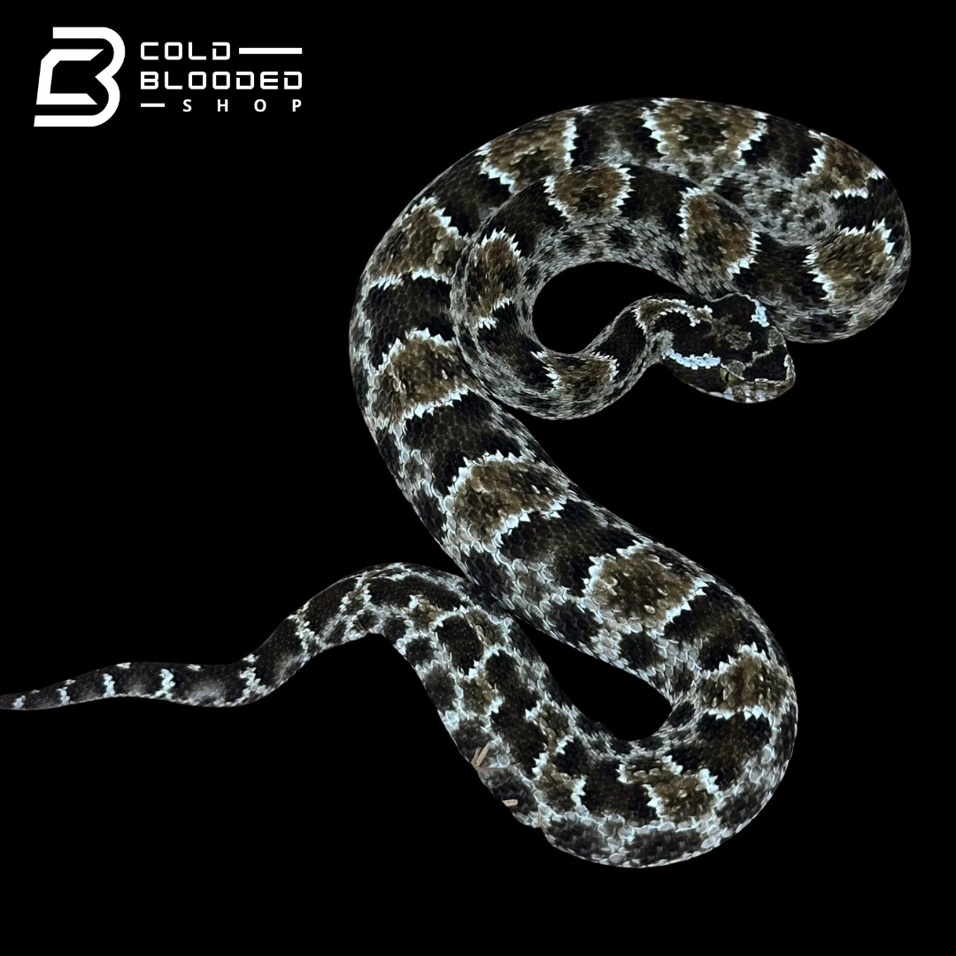 CBB Zoo Stock MALE #8 Barnett's lancehead - Bothrops barnetti