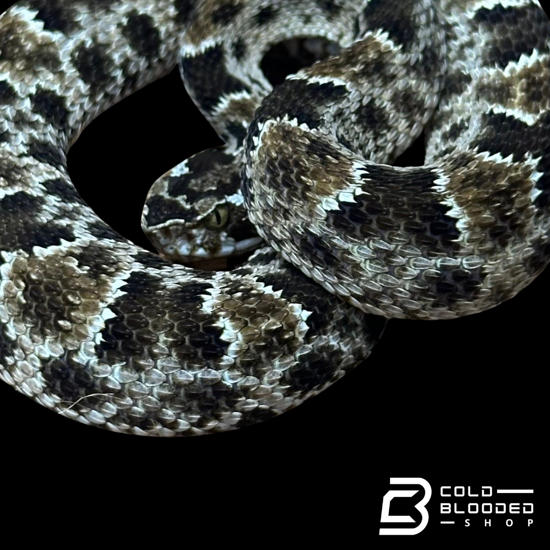 CBB Zoo Stock MALE #8 Barnett's lancehead - Bothrops barnetti