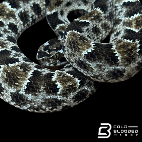 CBB Zoo Stock MALE #8 Barnett's lancehead - Bothrops barnetti