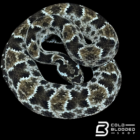 CBB Zoo Stock MALE #8 Barnett's lancehead - Bothrops barnetti