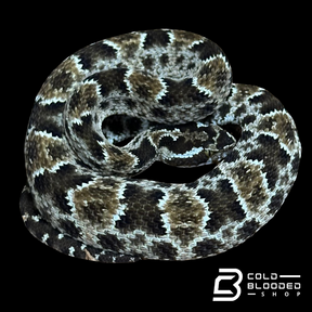 CBB Zoo Stock MALE #8 Barnett's lancehead - Bothrops barnetti
