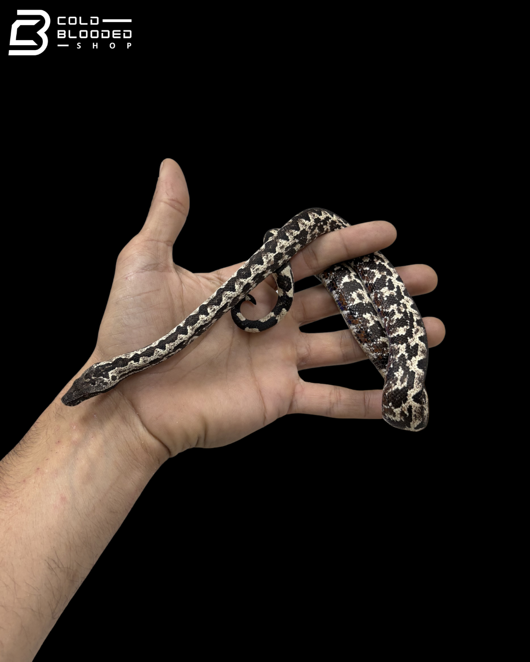 High White Male Halmahera Ground Boa - Candoia paulsoni tasmai