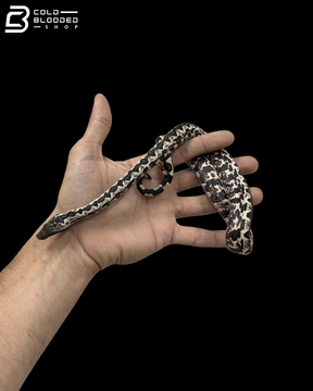 High White Male Halmahera Ground Boa - Candoia paulsoni tasmai