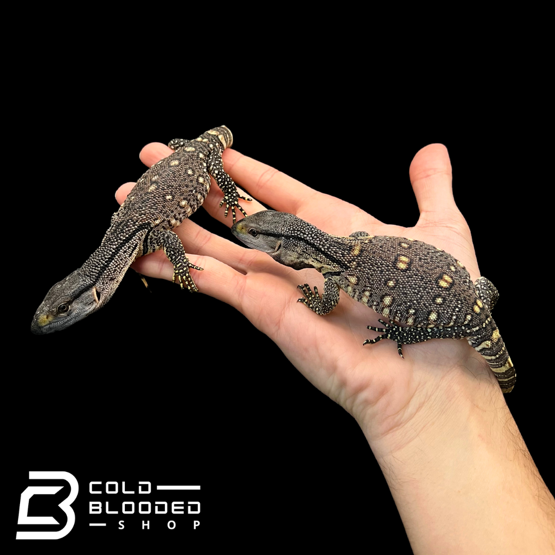 Baby Black Throat Monitors - Varanus albigularis ionidesi