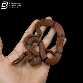 Bamboo Rat Snake - Oreocryptophis Porphyraceus