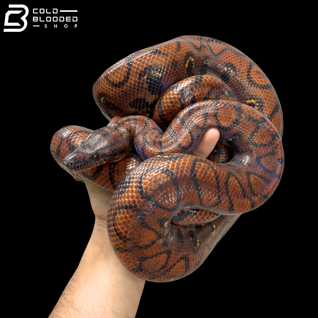 Adult Female Rainbow Boas - Epicrates cenchria