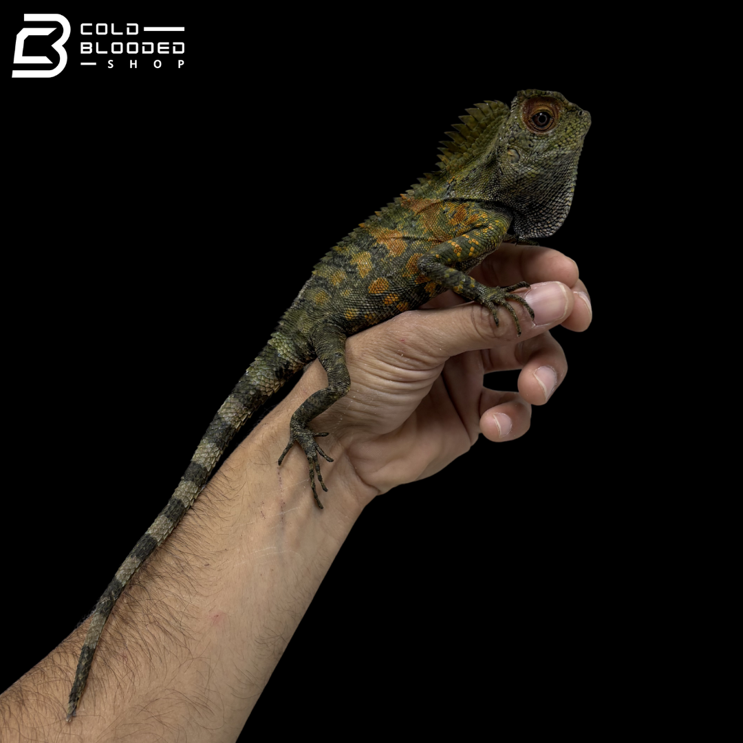 Lagarto monitor sin orejas de Borneo juvenil (Lanthanotus borneensis)