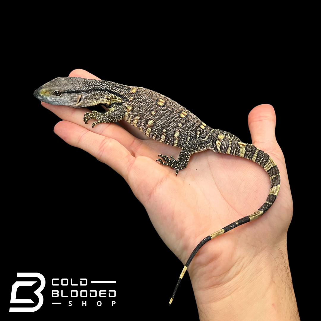 Baby Black Throat Monitors - Varanus albigularis ionidesi