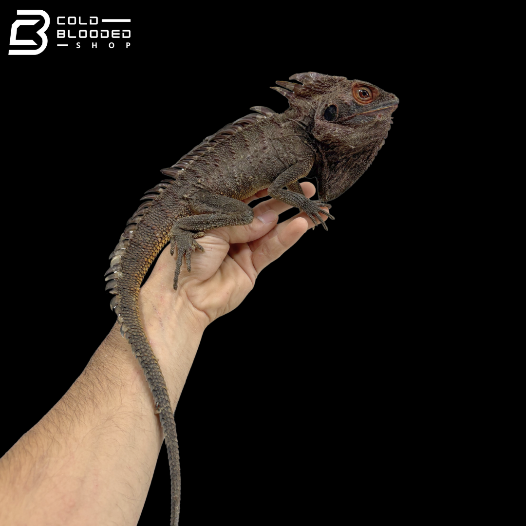 Red Crowned Forest Dragon - Lophosaurus Dilophus