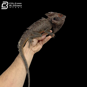 Red Crowned Forest Dragon - Lophosaurus Dilophus