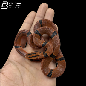 Bamboo Rat Snake - Oreocryptophis Porphyraceus