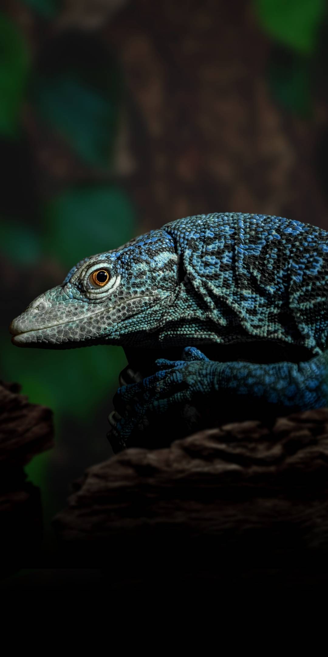 Blue tree monitor - cold blooded shop