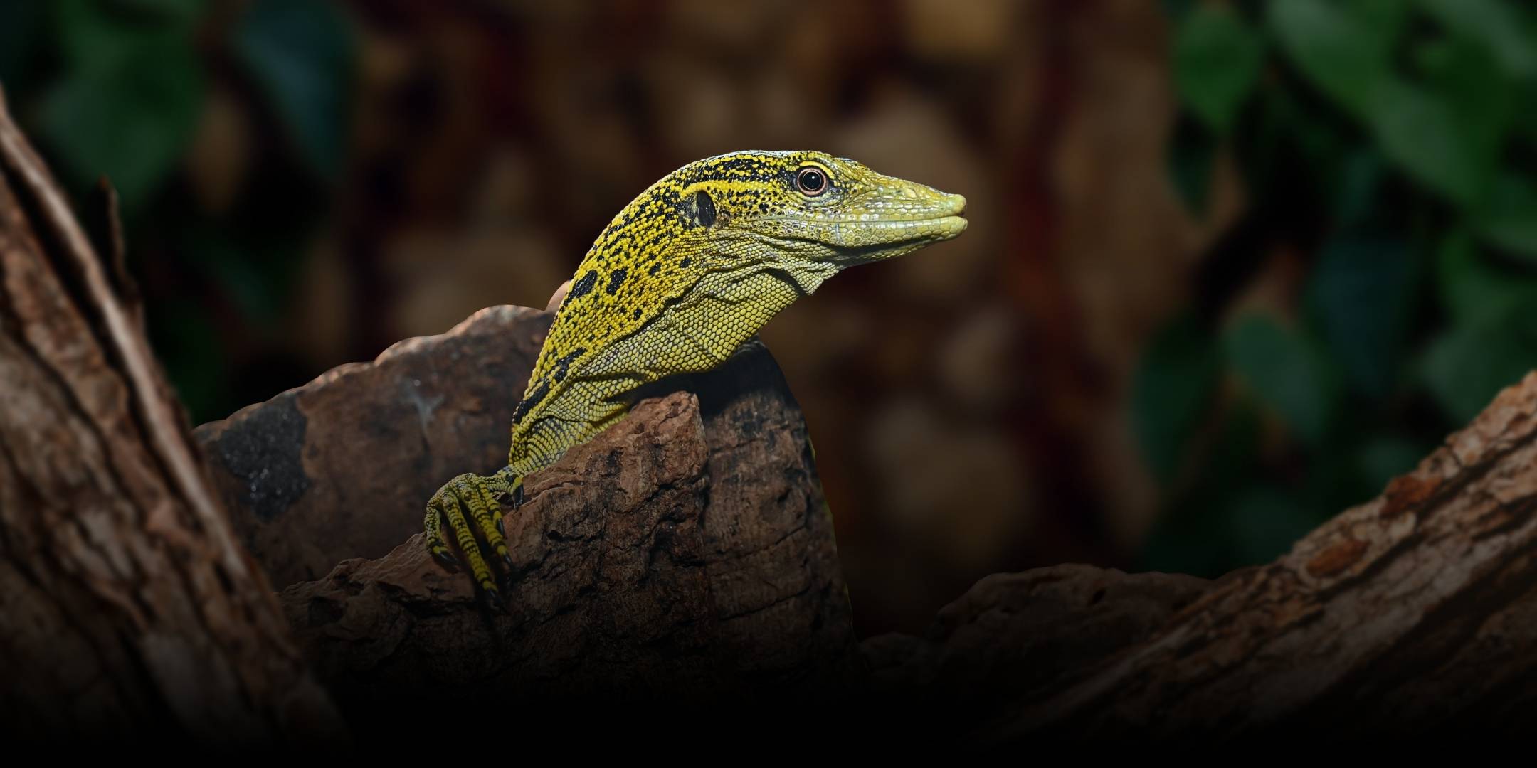 Yellow tree monitor for sale - Cold Blooded Shop