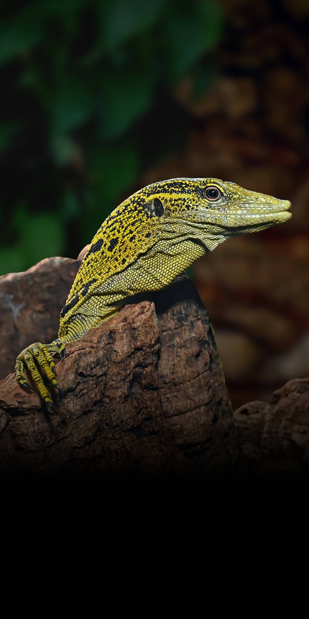 Yellow tree monitor for sale - Cold Blooded Shop