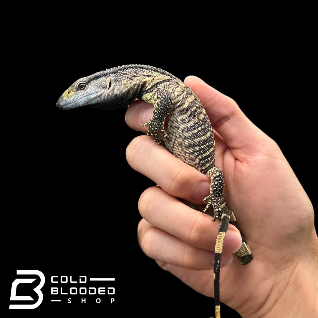 Baby Black Throat Monitors - Varanus albigularis ionidesi