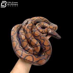 Adult Female Rainbow Boas - Epicrates cenchria