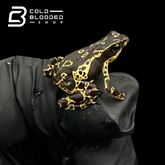 Yellow Jacket Amazonian Harlequin toad - Atelopus Hoogmoedi