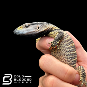 Baby Black Throat Monitors - Varanus albigularis ionidesi