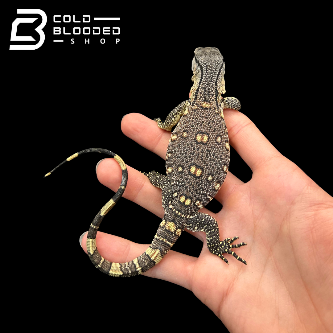 Baby Black Throat Monitors - Varanus albigularis ionidesi