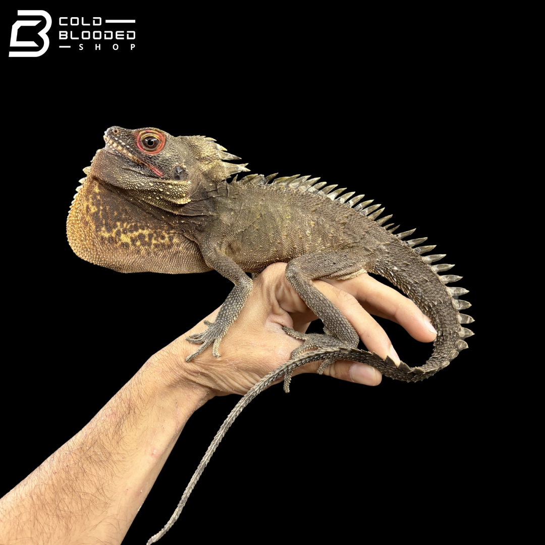 Green Crowned Forest Dragon - Lophosaurus Dilophus