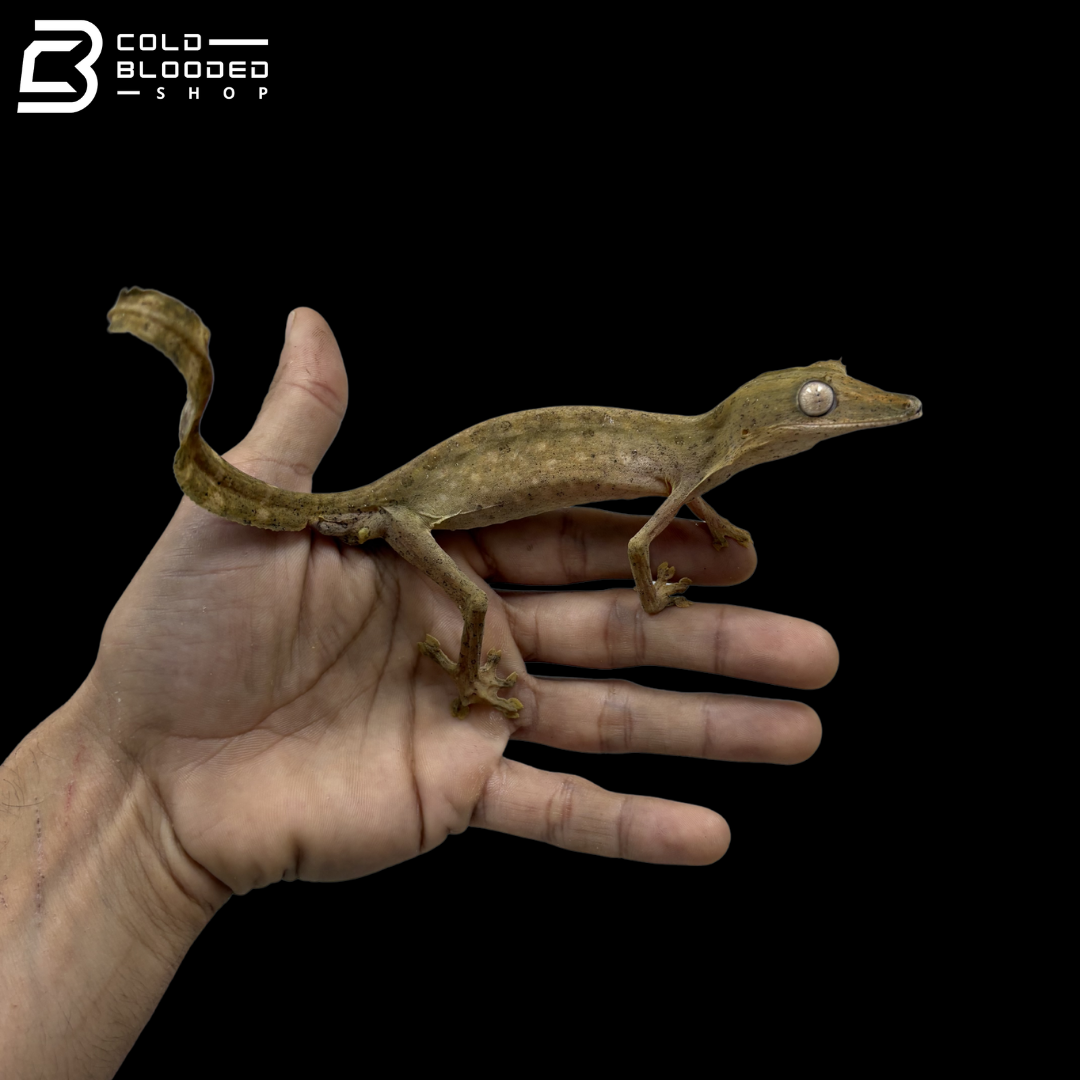 Lined Flat-tail Gecko - Uroplatus Lineatus