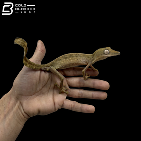 Lined Flat-tail Gecko - Uroplatus Lineatus