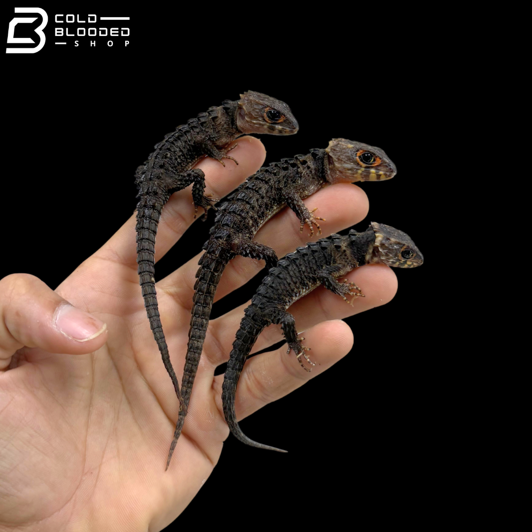 Juvenile Red Eyed Crocodile Skinks - Tribolonotus gracilis