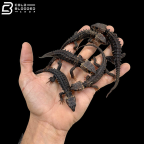 Juvenile Red Eyed Crocodile Skinks - Tribolonotus gracilis
