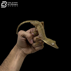 Lined Flat-tail Gecko - Uroplatus Lineatus
