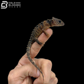 White Eyed Crocodile Skink - Tribolonotus Novaeguineae