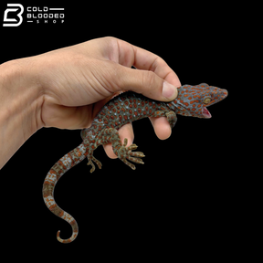 High Red\Yellow Tokay Geckos