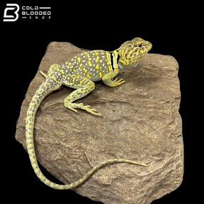 Eastern Collared Lizard Pair - Crotaphytus Collaris