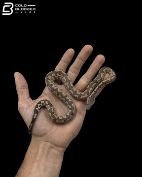 Female Halmahera Ground Boa - Candoia paulsoni tasmai