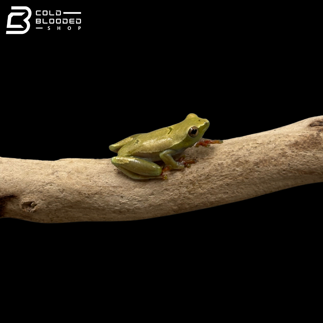 Bolifamba Reed Frogs - Hyperolius Bolifambae