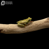 Bolifamba Reed Frogs - Hyperolius Bolifambae