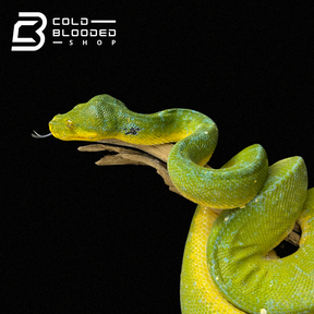 Sub-Adult Male Green Tree Python - Cold Blooded Shop