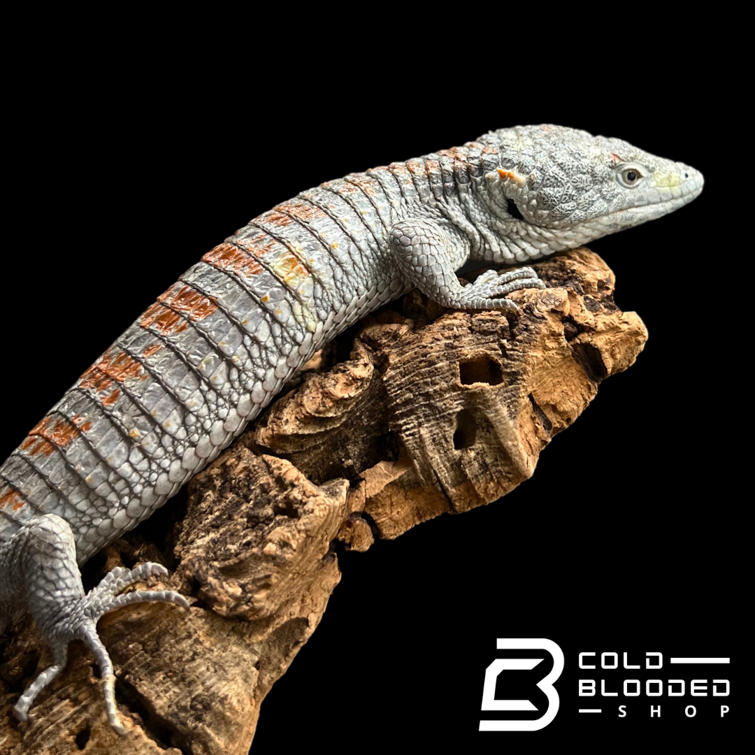 Mexican Alligator Lizard - Abronia lythrochila #1