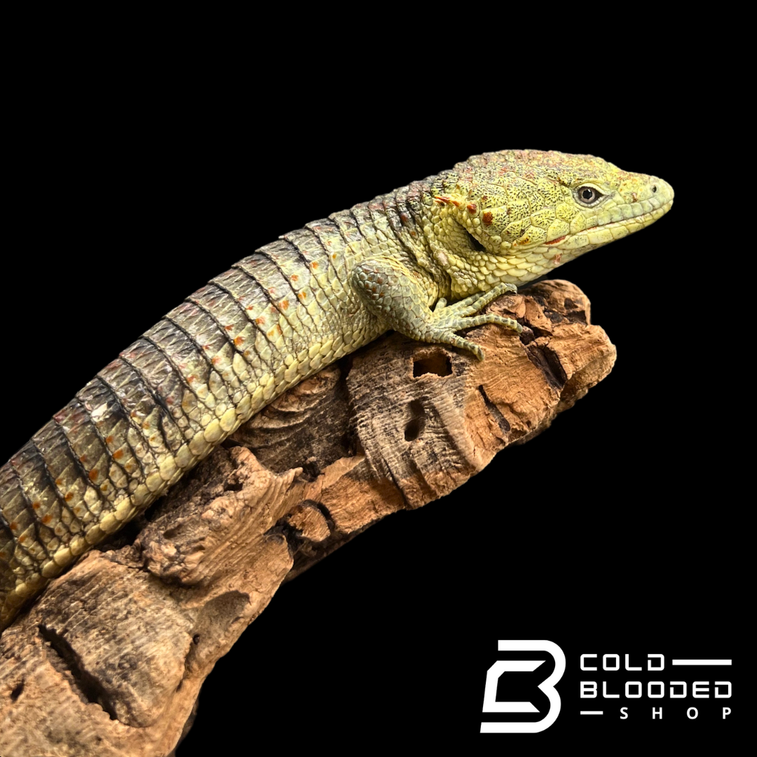 Mexican Alligator Lizard - Abronia lythrochila #2