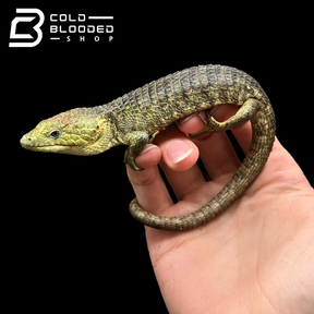 Mexican Alligator Lizard - Abronia lythrochila #2