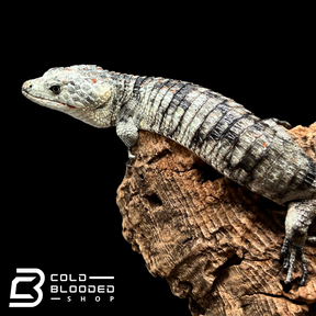 Calico Mexican Alligator Lizard - Abronia lythrochila #4