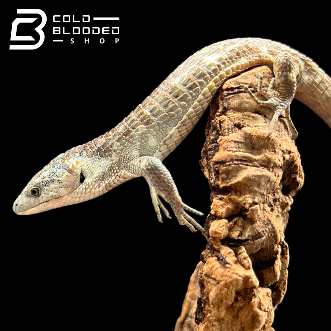 Mexican Alligator Lizard - Abronia lythrochila #3