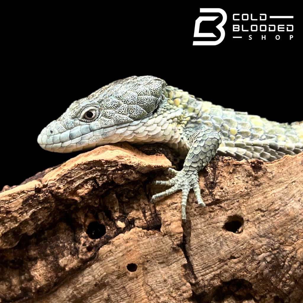 ABMI-007.png?v=1712270061&