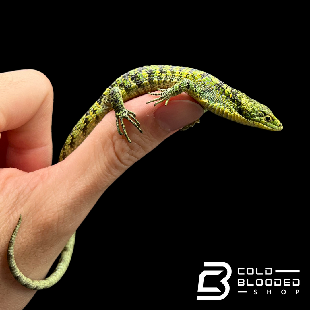Mexican Alligator Lizard - Abronia taeniata #3
