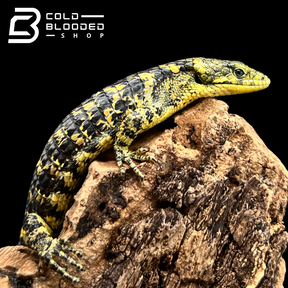 Mexican Alligator Lizard - Abronia taeniata #5