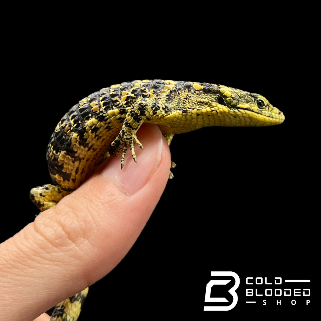 Mexican Alligator Lizard - Abronia taeniata #5