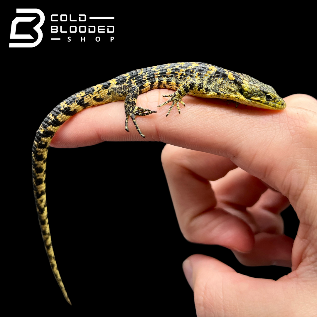 Mexican Alligator Lizard - Abronia taeniata #5